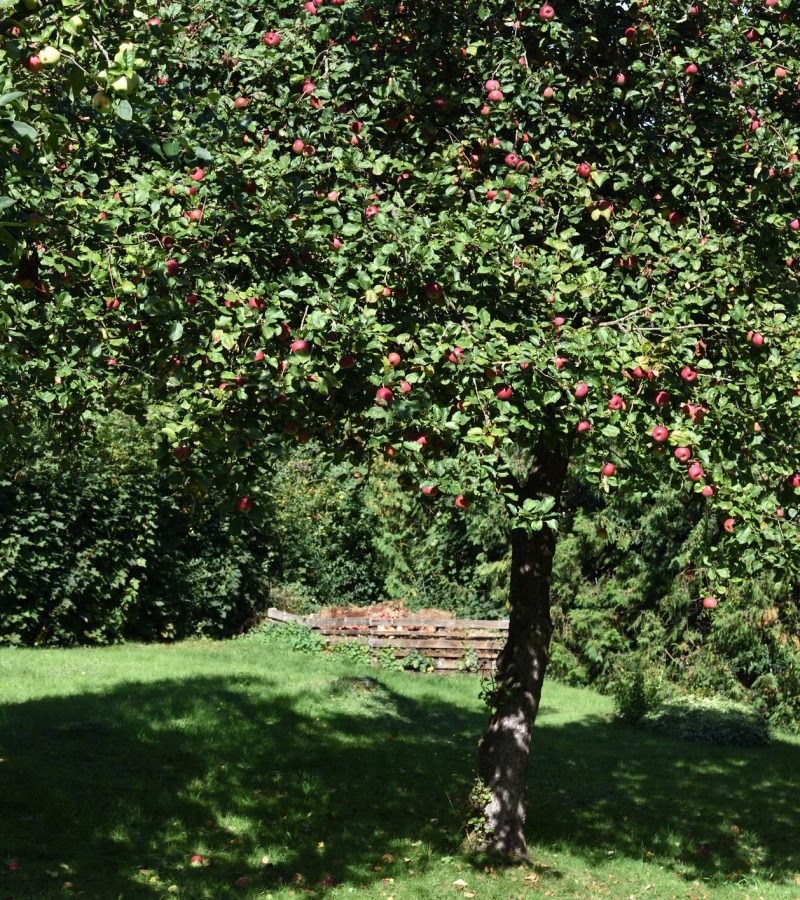 Apfelbaum schneiden Obstbaumschnitt Baumpflege Wolfsburg